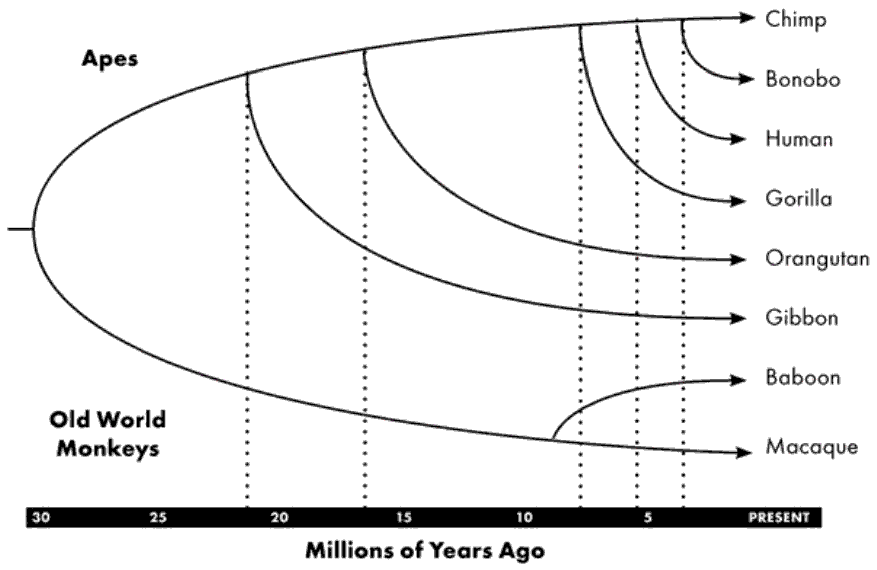 Ancestral Lines