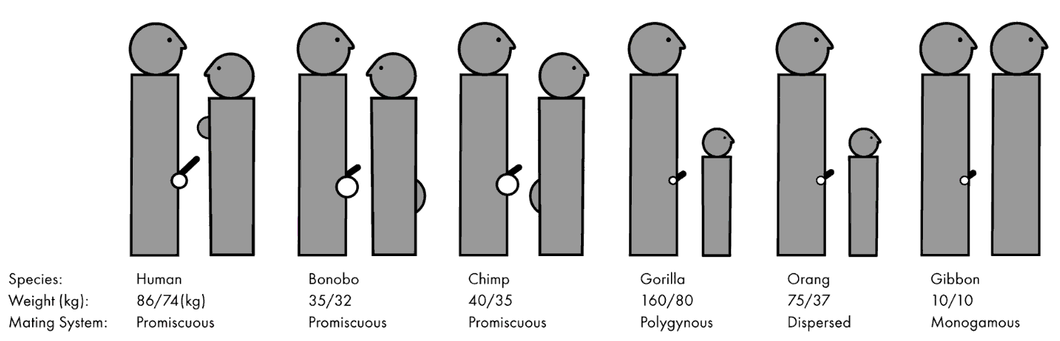 Multiple Comparisons of Ape Anatomy