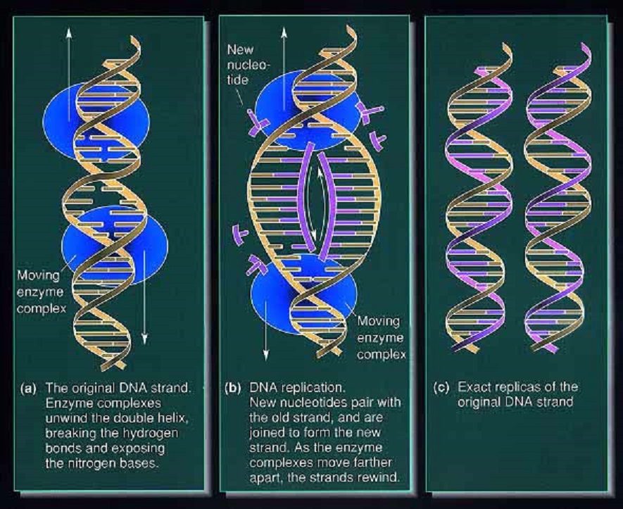 dna copy 885